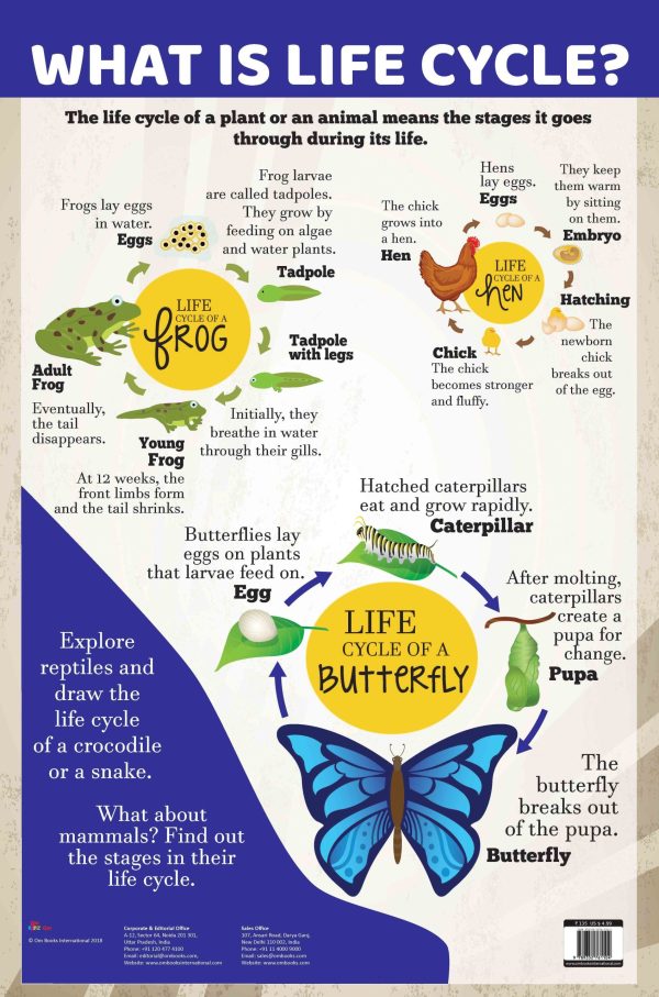 What is Life Cycle? : Charts