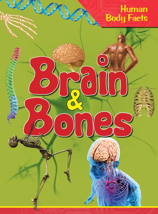 Brain & Bones : Human Body Facts