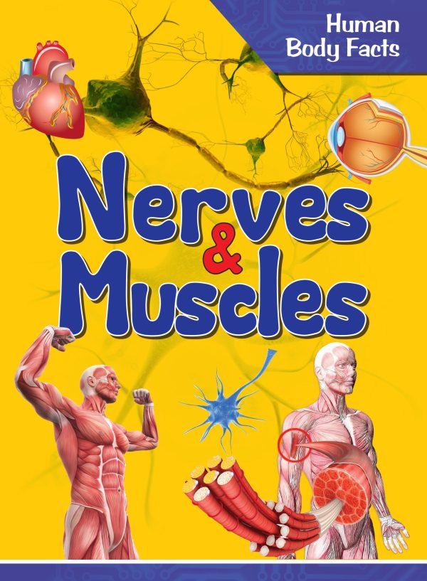 Nerves & Muscles : Human Body Facts